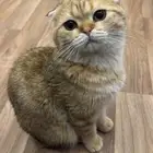 قط ذكر سكوتش للبيع