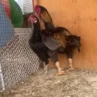 جوز فارسي قزم الدجاجه دم هزاز مستوى توب التوب ماشاء الله