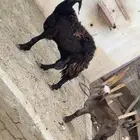 خلفه تحتها طلي. تم البيع