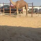 للبيع حقه