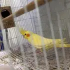 زوج كنيور زوج كروان