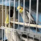 زوج كروان منتج