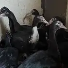 بط لاحم