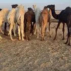 حشو