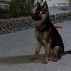 كلب جيرمان شيبرد