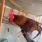 ديك فرنسي فحل
