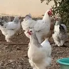 طقم دجاج براهما كولمبي بياض (TOB)