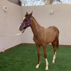 مهره