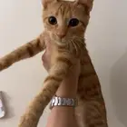 قطط