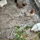 دجاج بياض للبيع 9دجاجات بصحه جيده جدا  ماشاء الله