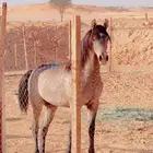 مهره شعبيه كفو