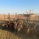 ماعز جنوبي صافي