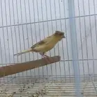 انثى كناري منتجه الحق الزين