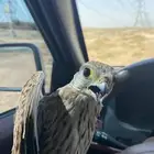 باشق شبوطط وحش