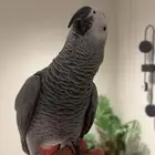 كاسكو متكلم جرى