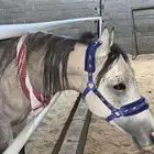 عسف خيل