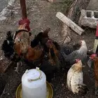 دجاج بلدي شرط صحه