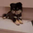 كلب للبيع أنثى بومرينيان