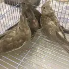 4 طيور كروان هولاندي