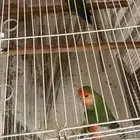 زوج روز منتج