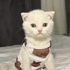 قطط سكوتش