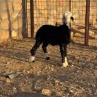 رخل نجديه الصحه مشروطه