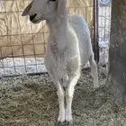 خروف طيب