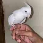 كروان اليف وهدد