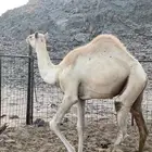 قعود