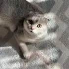 قط ذكر سكوتش