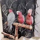 فروخ كوكاتو قالا تم البيع