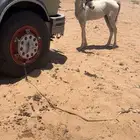 مهر شعبي