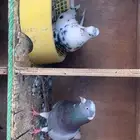 جوز قلابي منتج