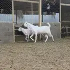 عنز مشروكة دافع ومتبع