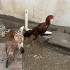 ديك شامو الماني