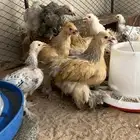 دجاج براهما امهات خوارج