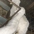 مرخان للبيع
