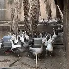 وز بلدي