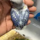 فروز روز غر