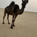 مجهم طيبه