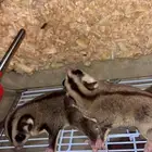 سنجابين للبيع شوقر قلايدر