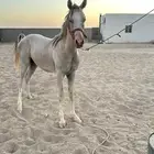 مهر شعبي كفوو