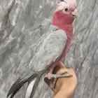كوكاتو اليف وهدد ومتكلم حمامهه