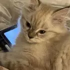 قطط