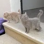 قطط kittens سكوتش فولد