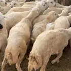 22 كباشة وحول 30 رخل بلدي