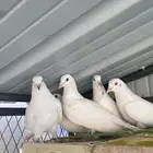 حمام باكستاني