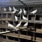 للبيع حمام فرنسي