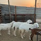 خرفان