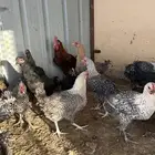 دجاج للبيع
